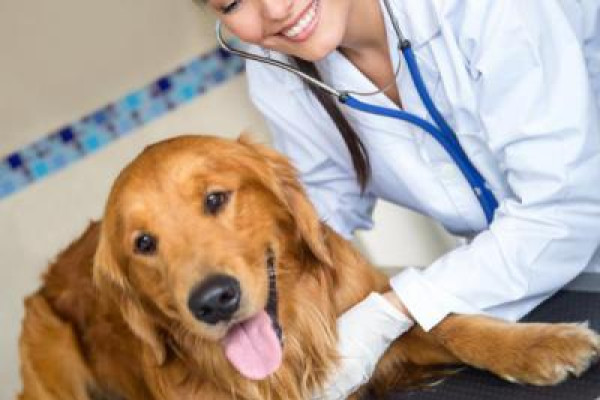 Veterinarias y mascotas